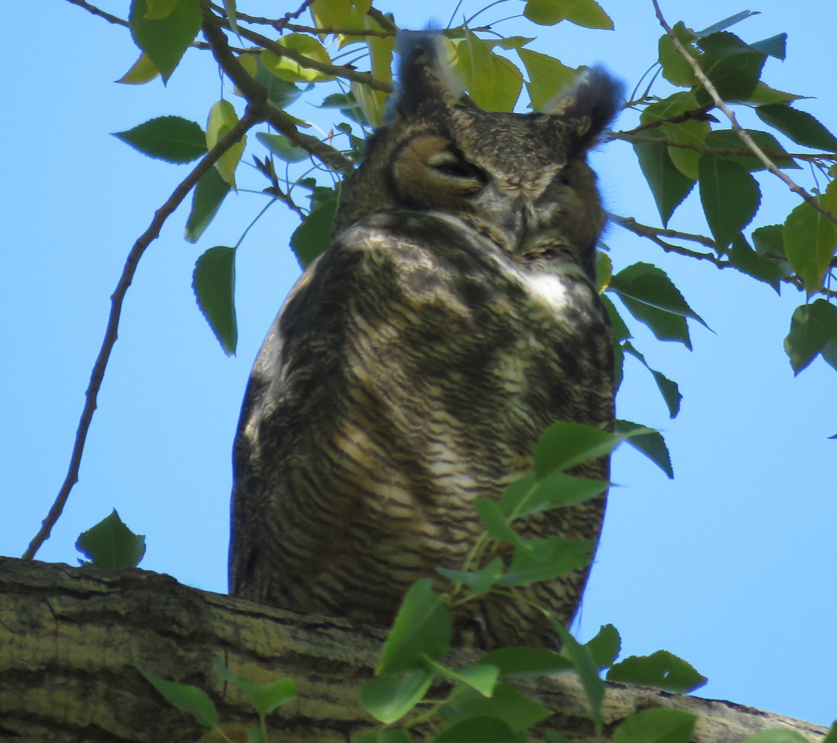 Great Horned Owl - ML116658421