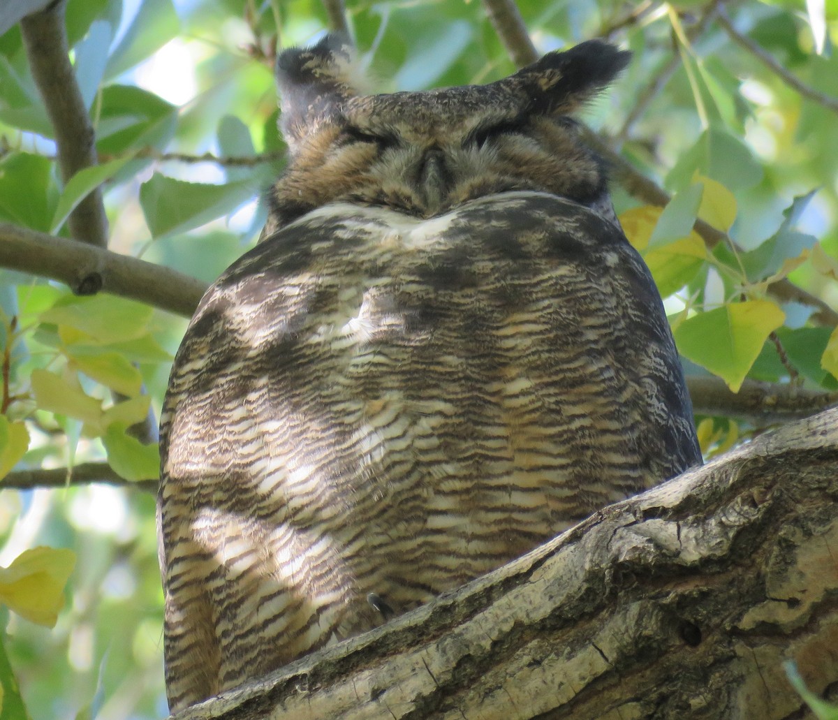 Great Horned Owl - ML116658521