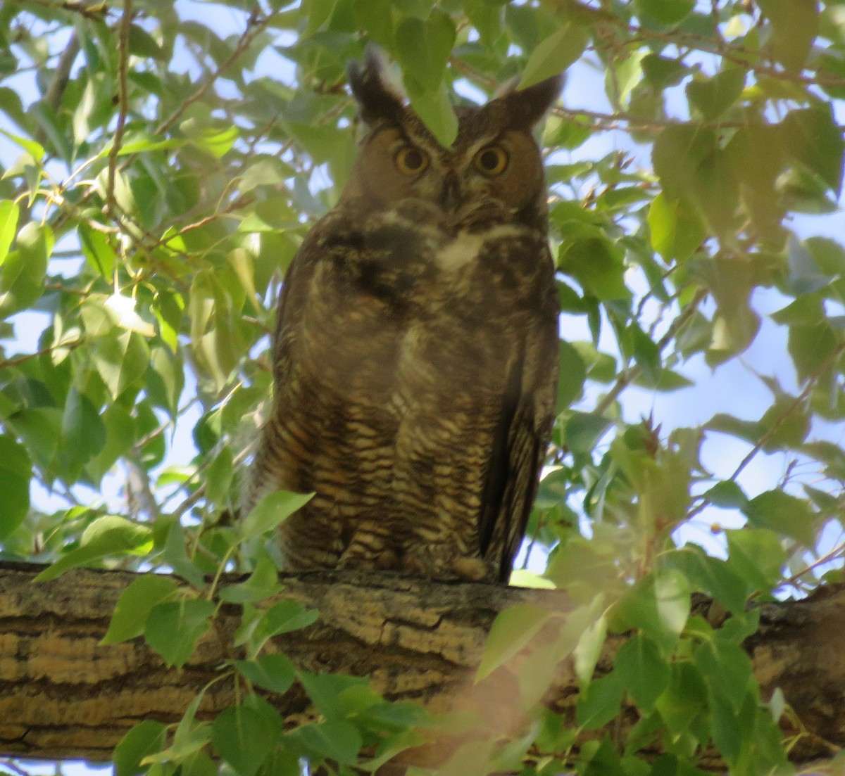 Great Horned Owl - ML116659621