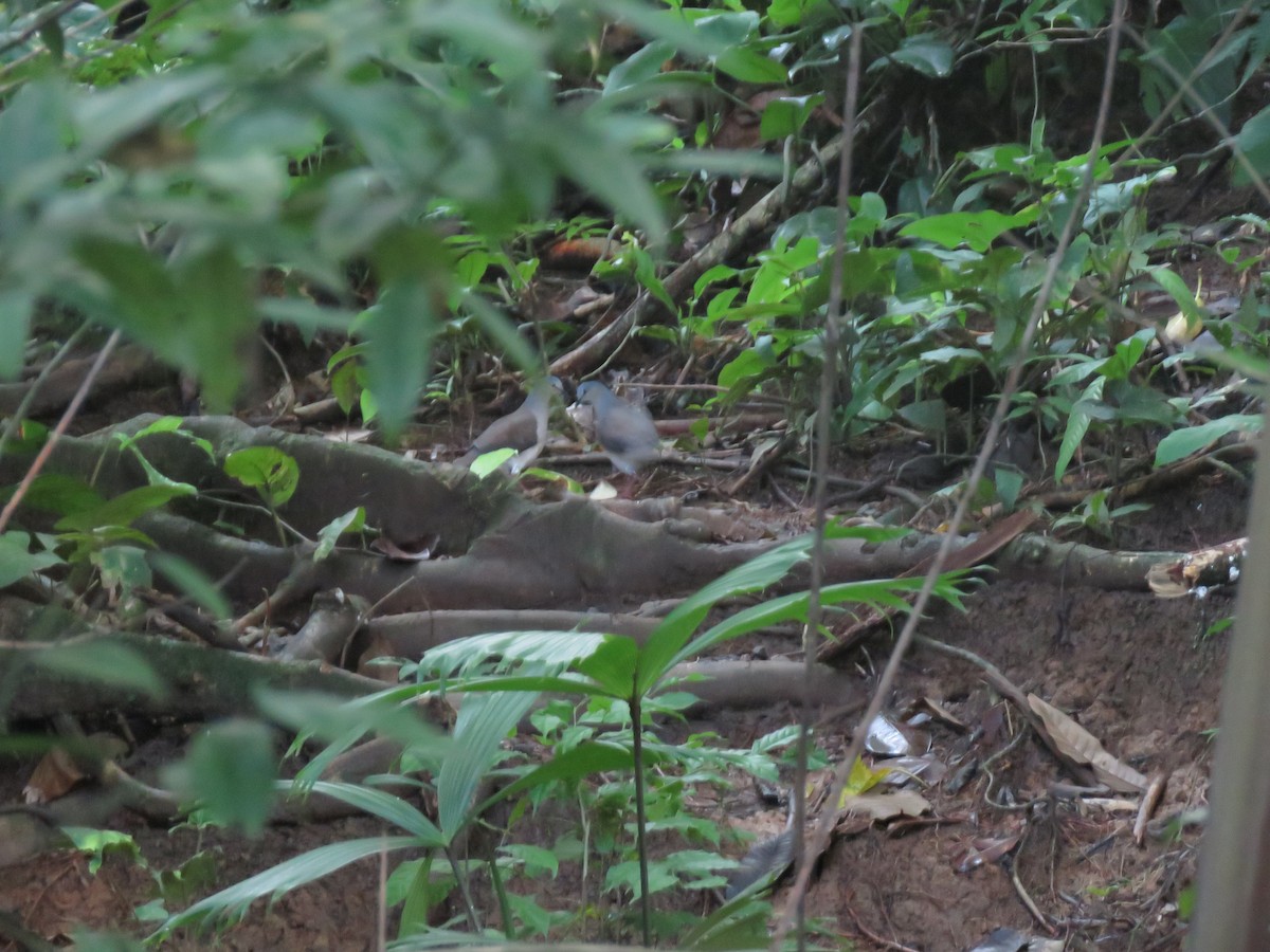 Gray-headed Dove (Gray-headed) - Cesar Gonzalez