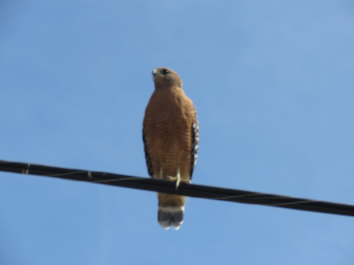 Red-shouldered Hawk - Dick Porter