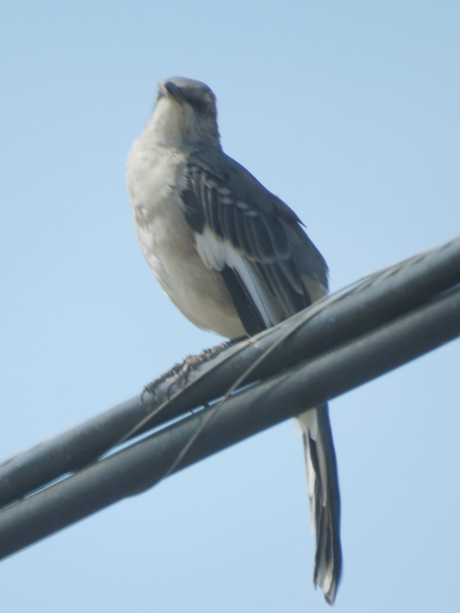 Northern Mockingbird - ML116662581