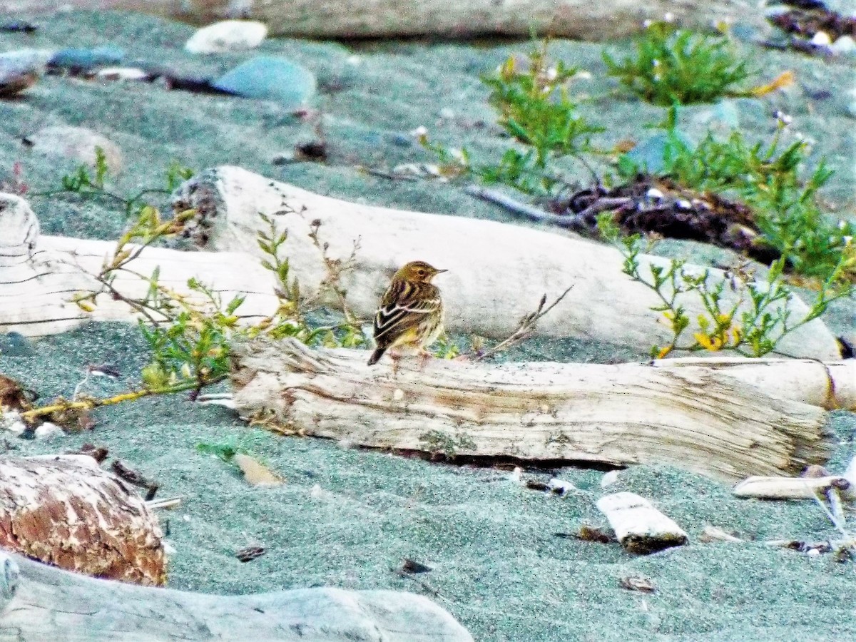 Red-throated Pipit - ML116662871