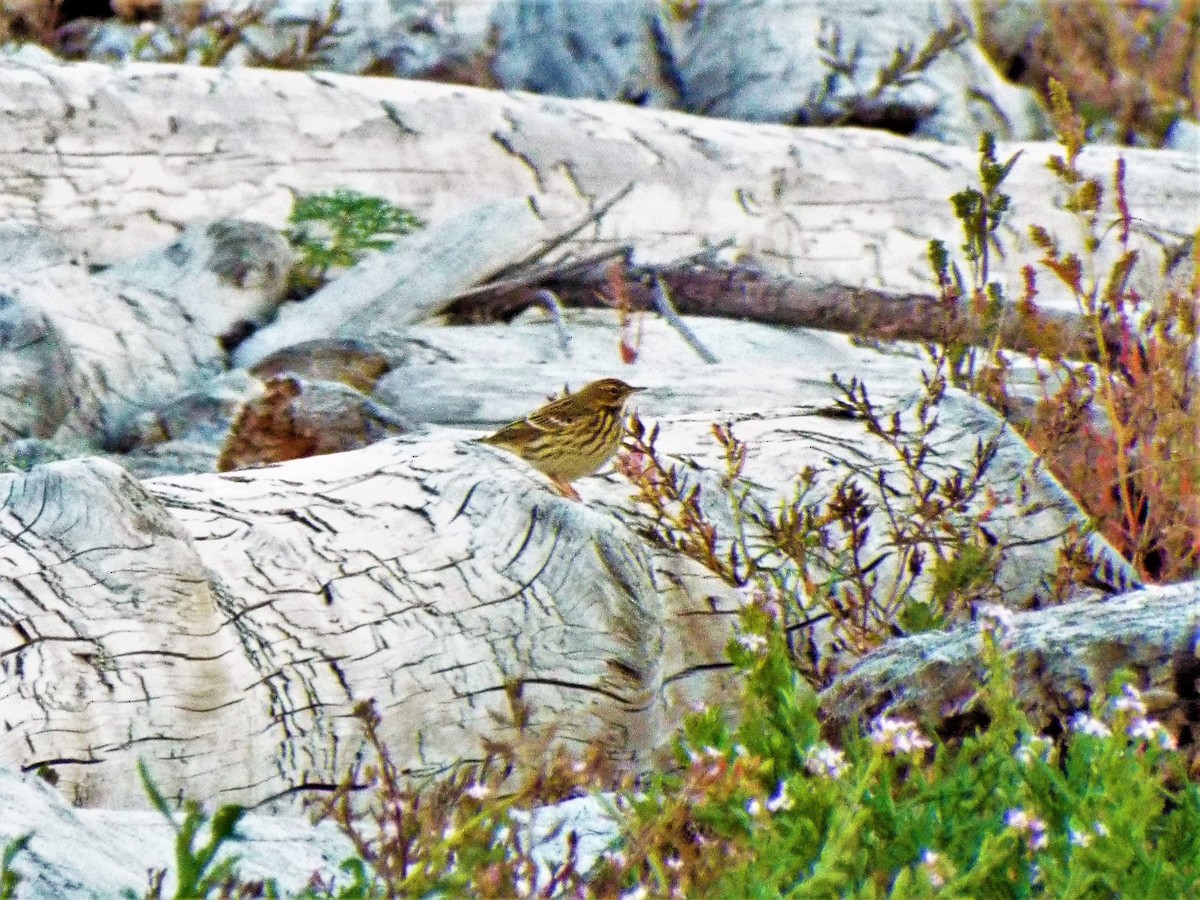 Red-throated Pipit - ML116662921