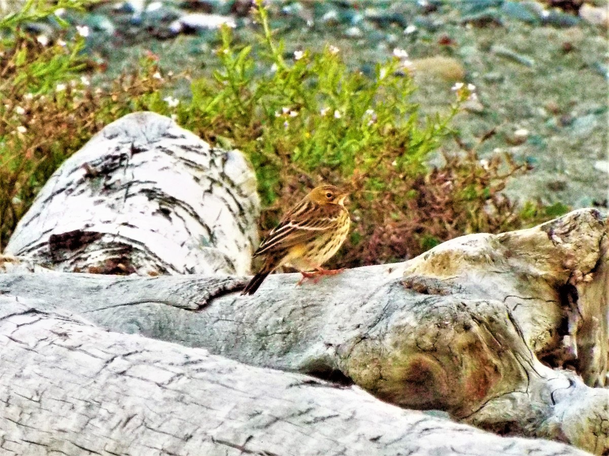 Red-throated Pipit - ML116662961