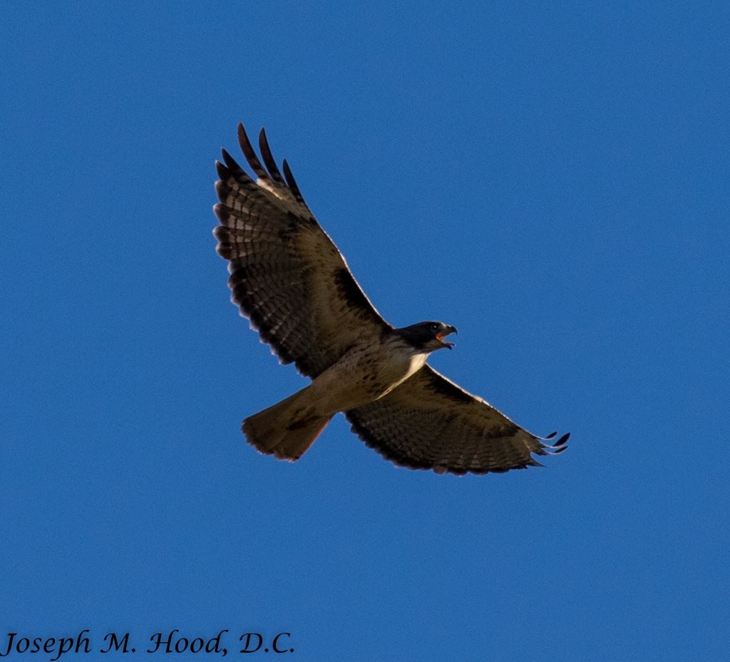Red-tailed Hawk - ML116663771