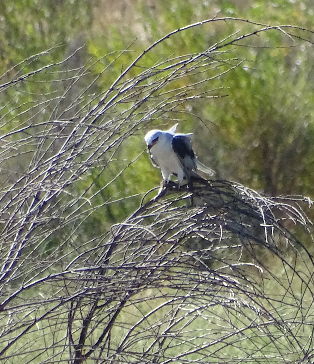 White-tailed Kite - Robin Roberts