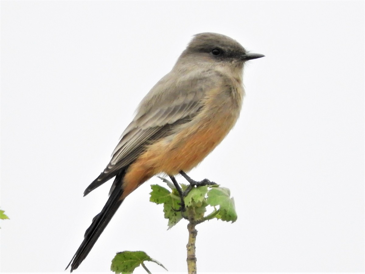 Say's Phoebe - ML116664871