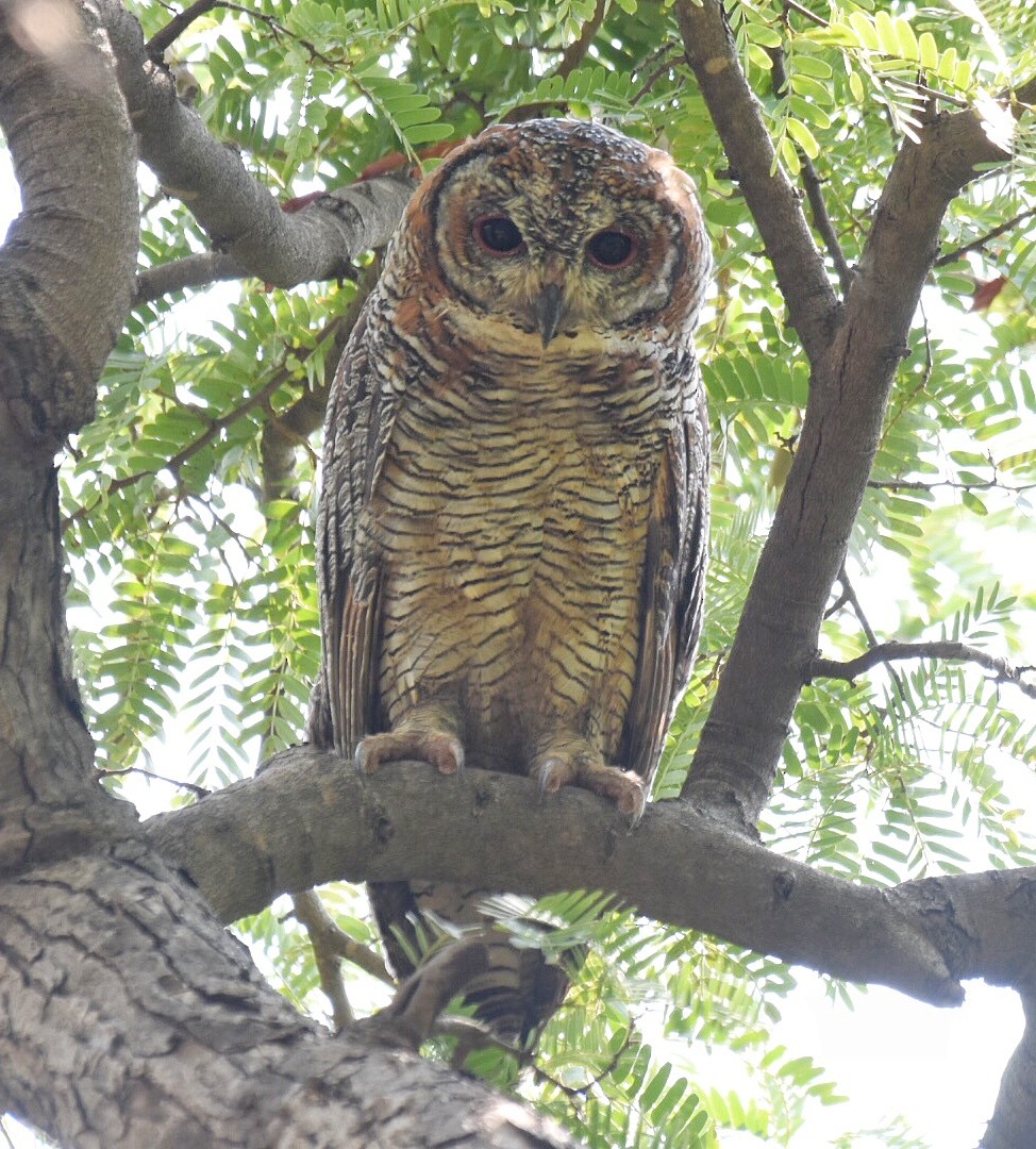 Mottled Wood-Owl - ML116667211