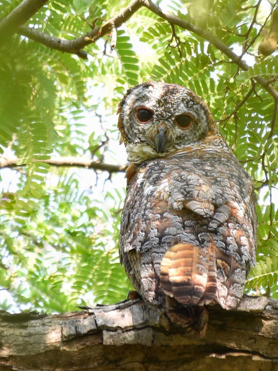 Mottled Wood-Owl - Renuka Vijayaraghavan