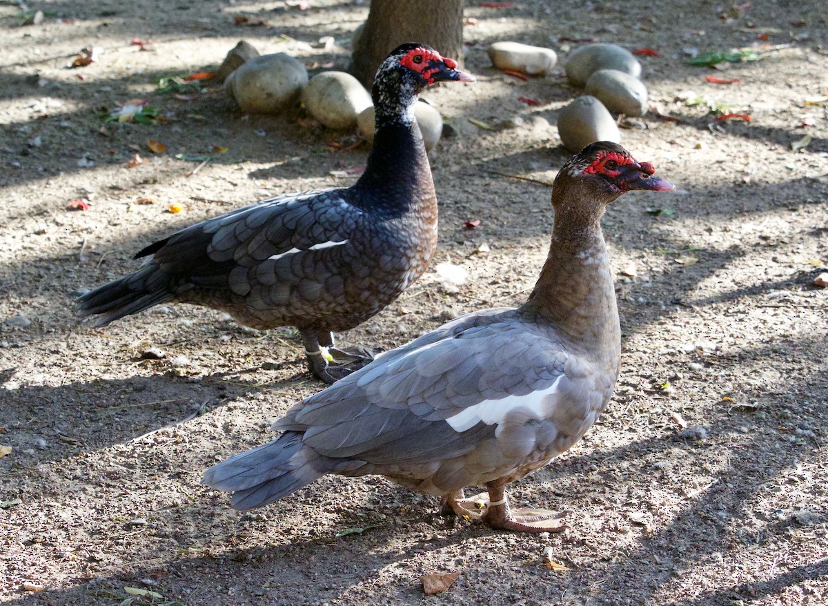 Muscovy Duck (Domestic type) - Steven Hunter