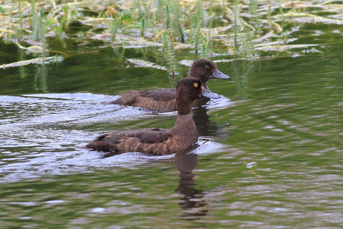 Tufted Duck - Manfred Bienert