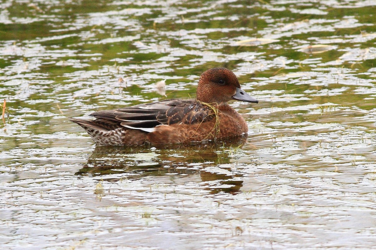 Eurasian Wigeon - Manfred Bienert