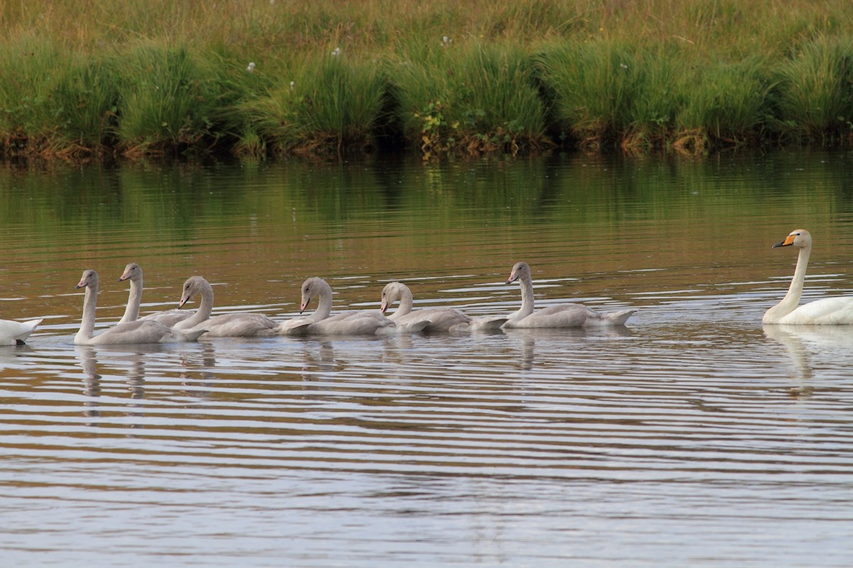 Whooper Swan - Manfred Bienert