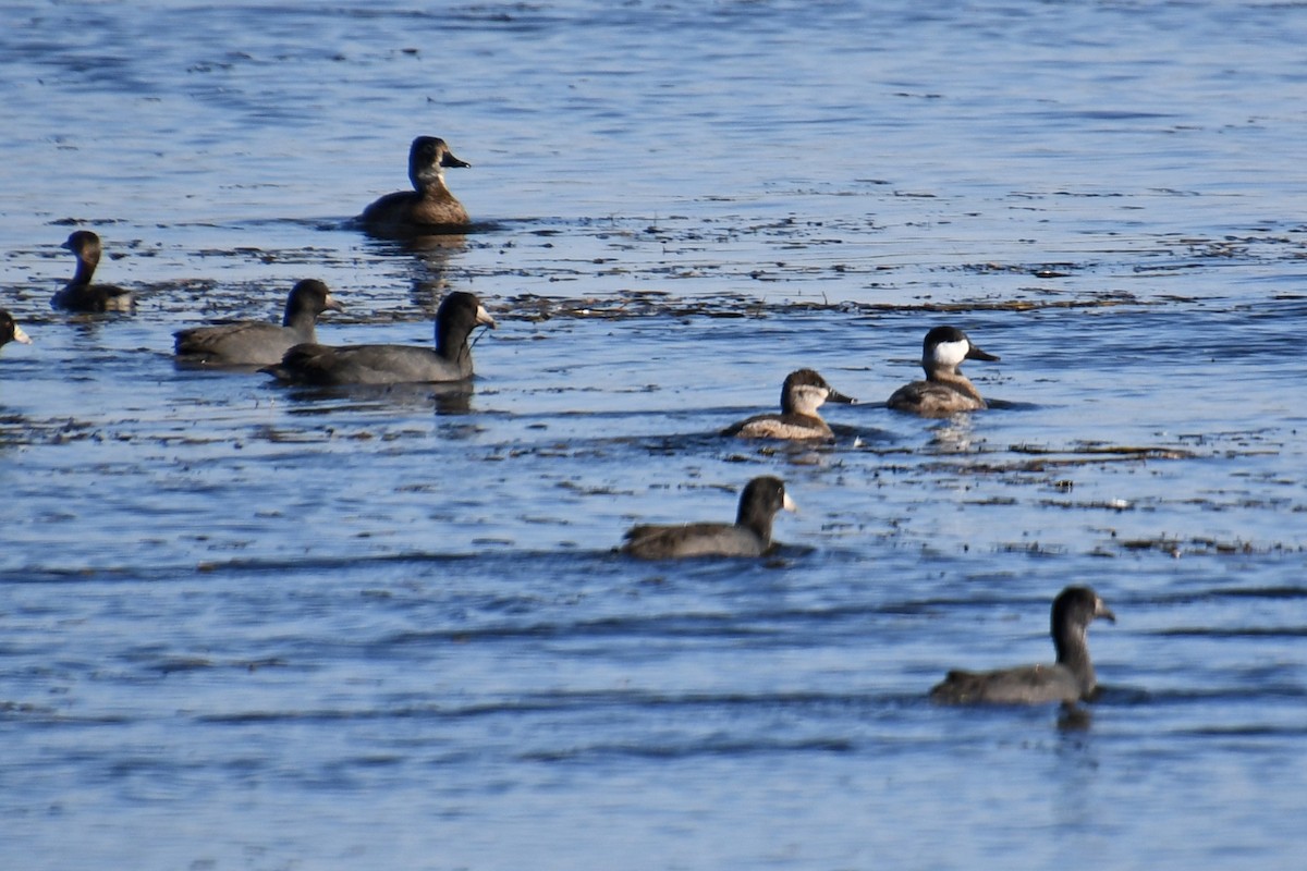 Ruddy Duck - ML116669211