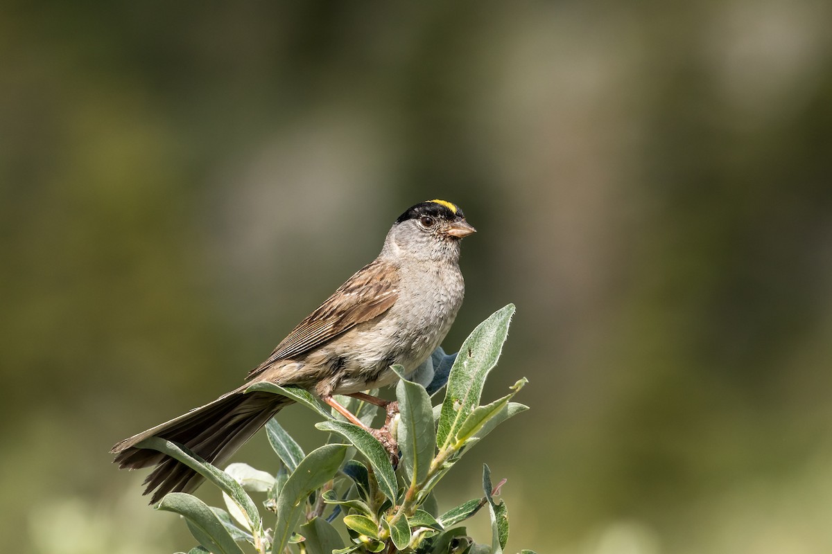 Bruant à couronne dorée - ML116669511