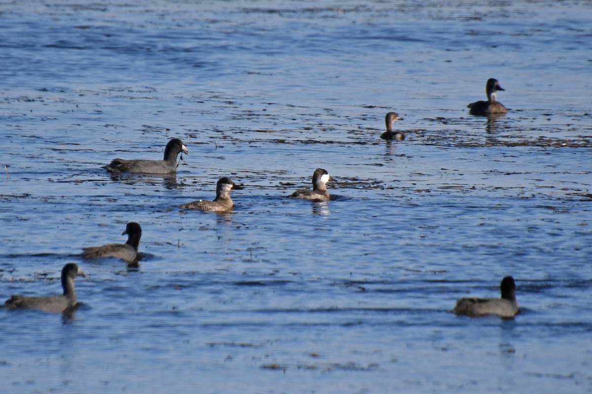 Ruddy Duck - ML116669791