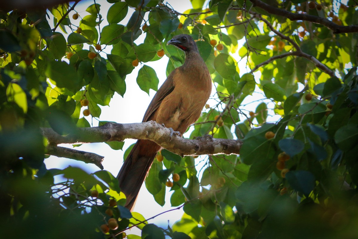 Plain Chachalaca - David Garrigues