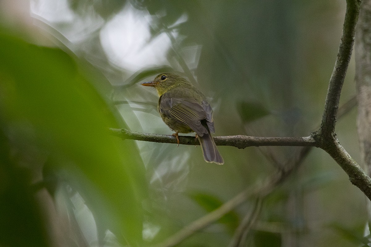 Olive Flyrobin - Tony Palliser