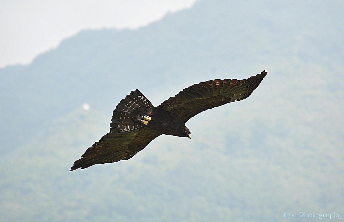 Black Eagle - Sipu Kumar