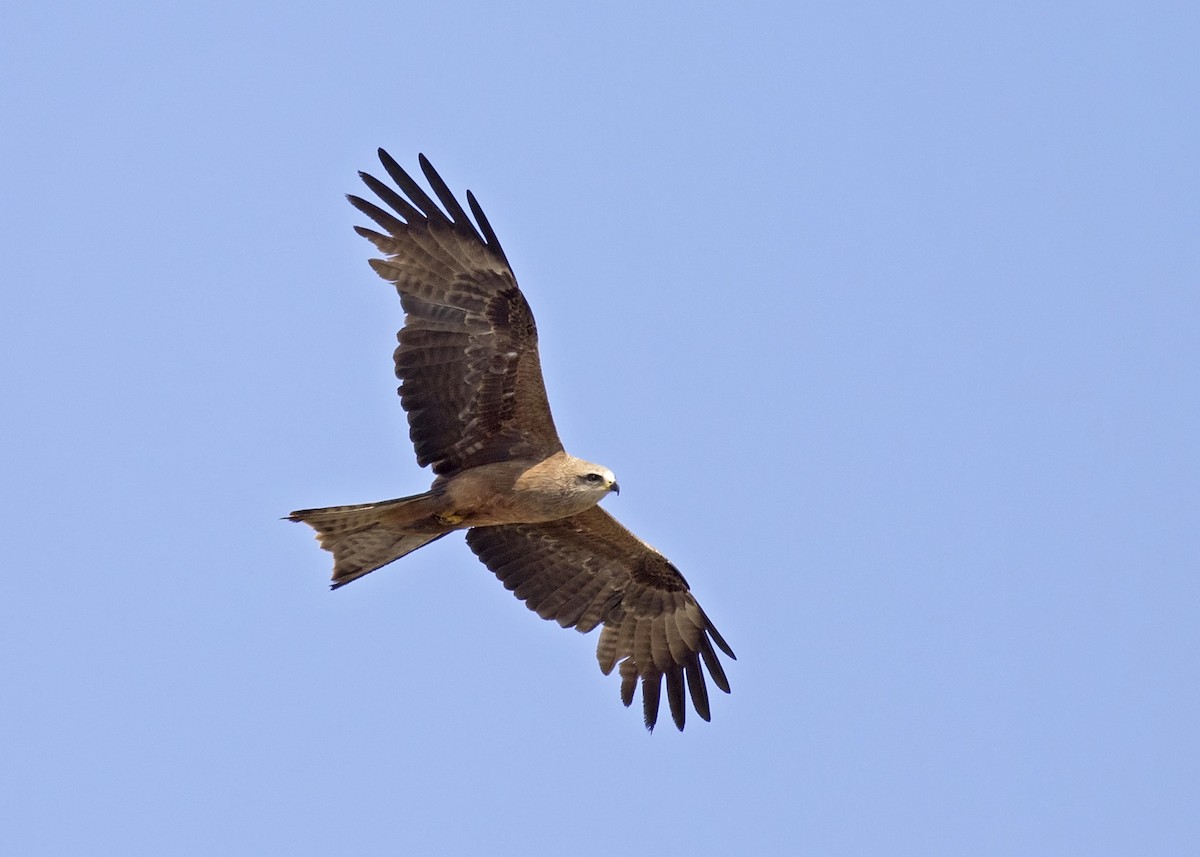 Black Kite - Stephen Murray