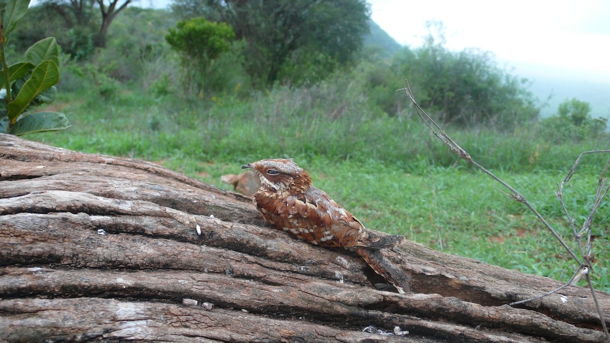 Donaldson Smith's Nightjar - ML116677291