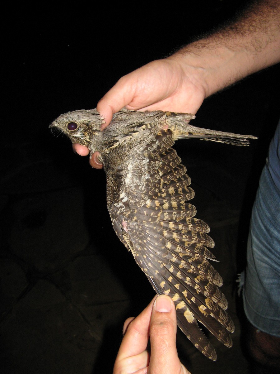 Eurasian Nightjar - ML116677331