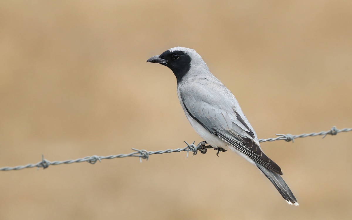 Black-faced Cuckooshrike - ML116677361