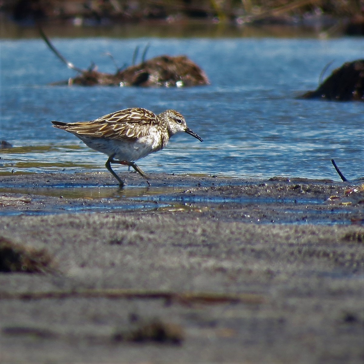 Sharp-tailed Sandpiper - Ash Allnutt