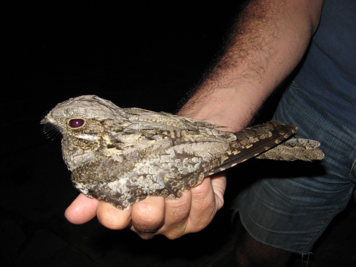 Eurasian Nightjar - ML116677421