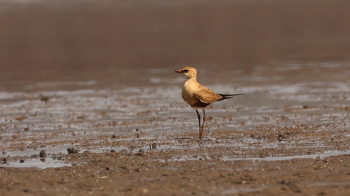 Australian Pratincole - ML116677431