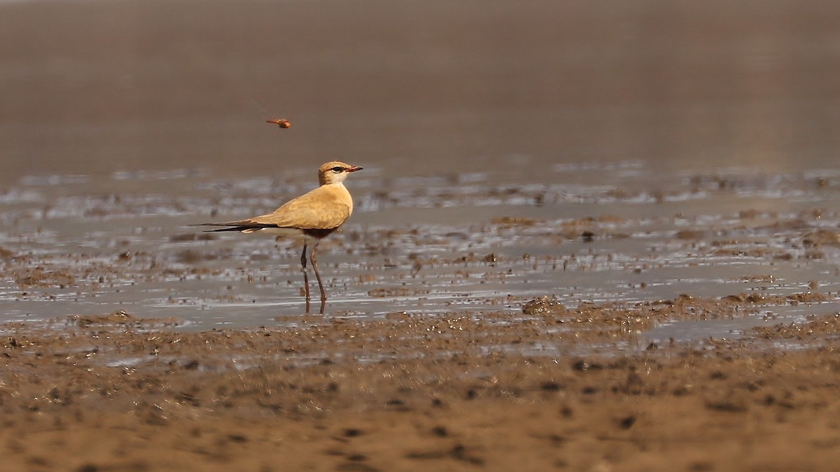 Australian Pratincole - ML116677441