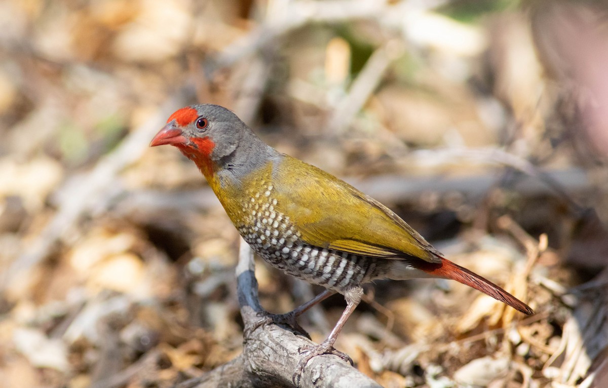 Green-winged Pytilia - Oliver Burton