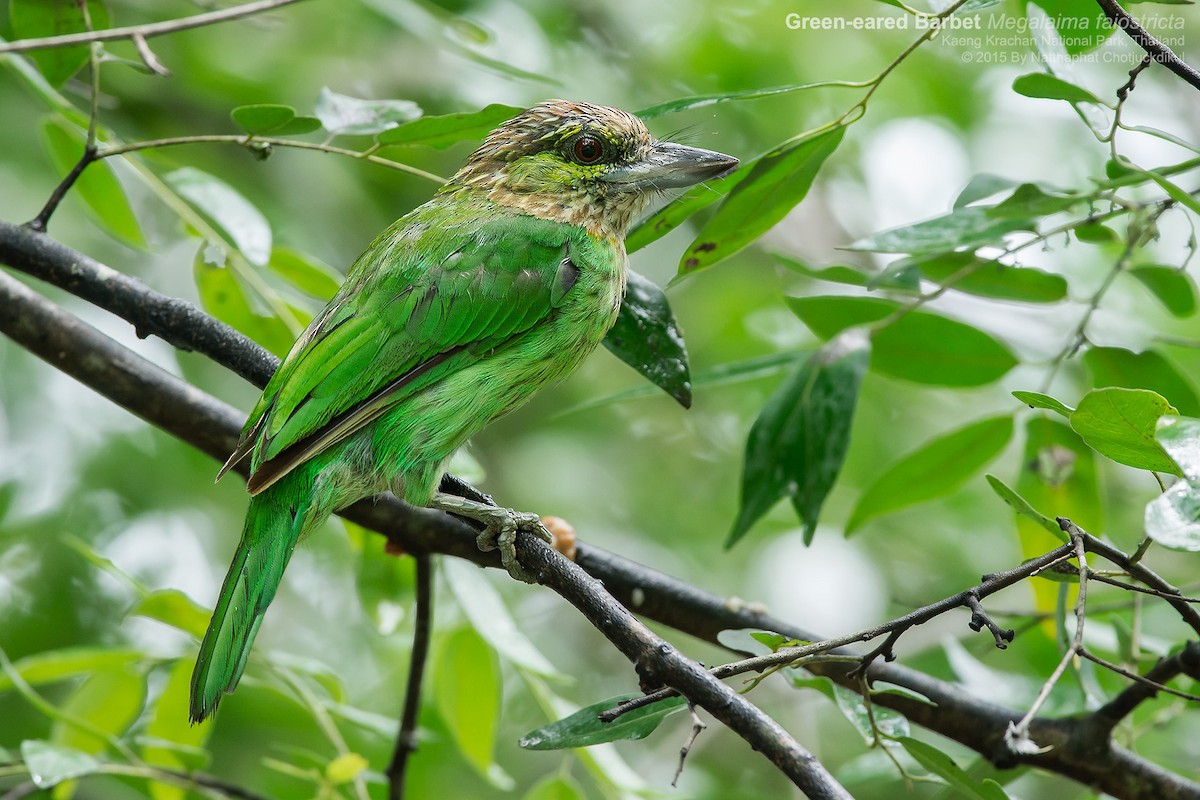 Green-eared Barbet - Natthaphat Chotjuckdikul