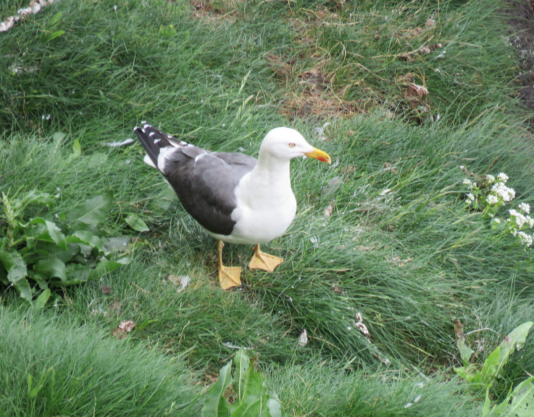 Lesser Black-backed Gull - James Dee