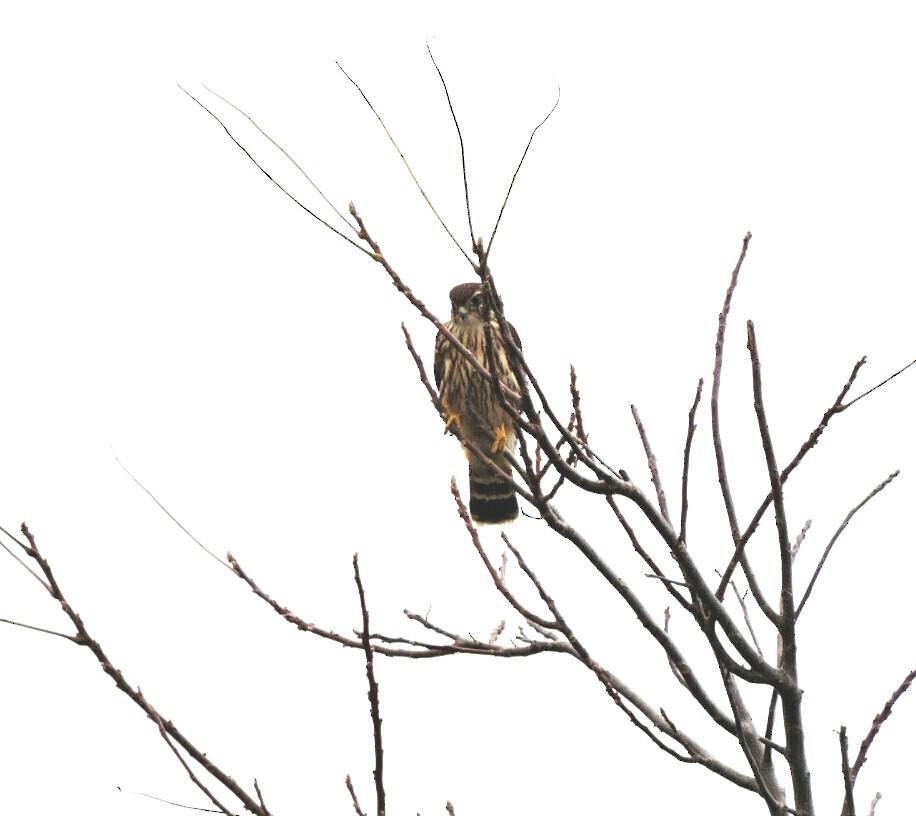 Belatz txikia (columbarius) - ML116683971