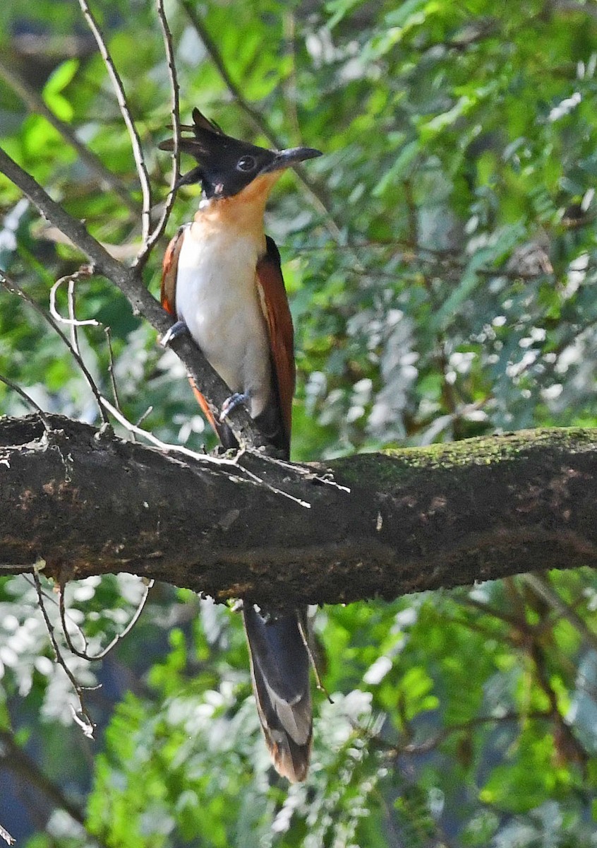 Chestnut-winged Cuckoo - ML116684011