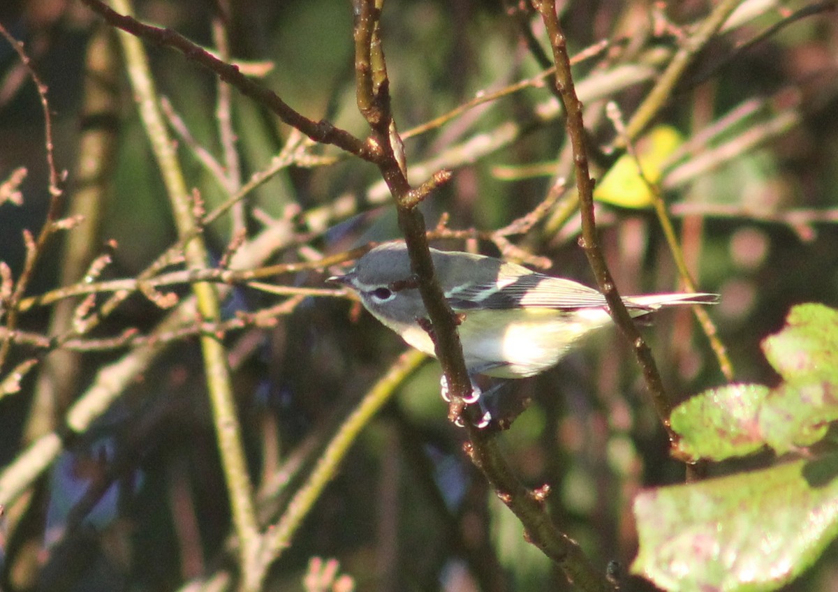 Vireo Solitario - ML116685031