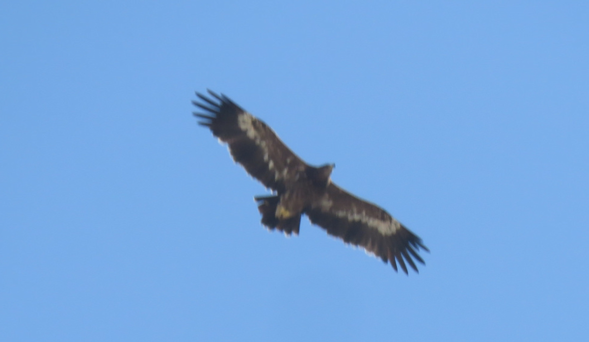 Steppe Eagle - ML116685601