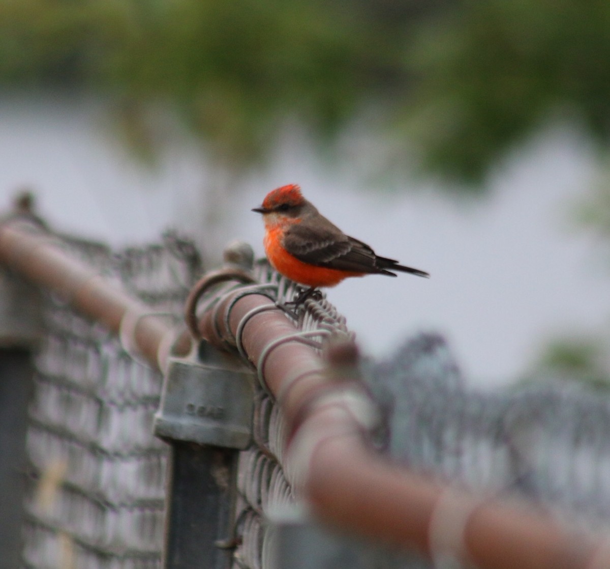 Vermilion Flycatcher - Brady Colin