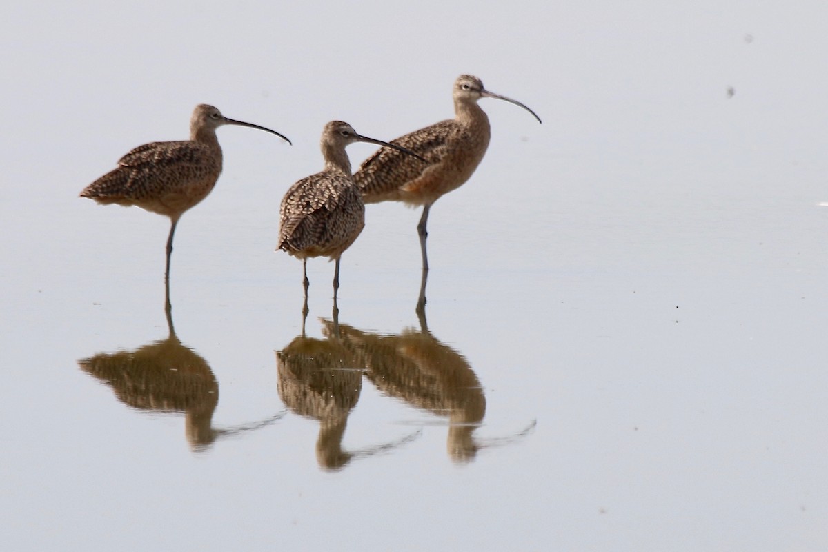 Long-billed Curlew - ML116685961