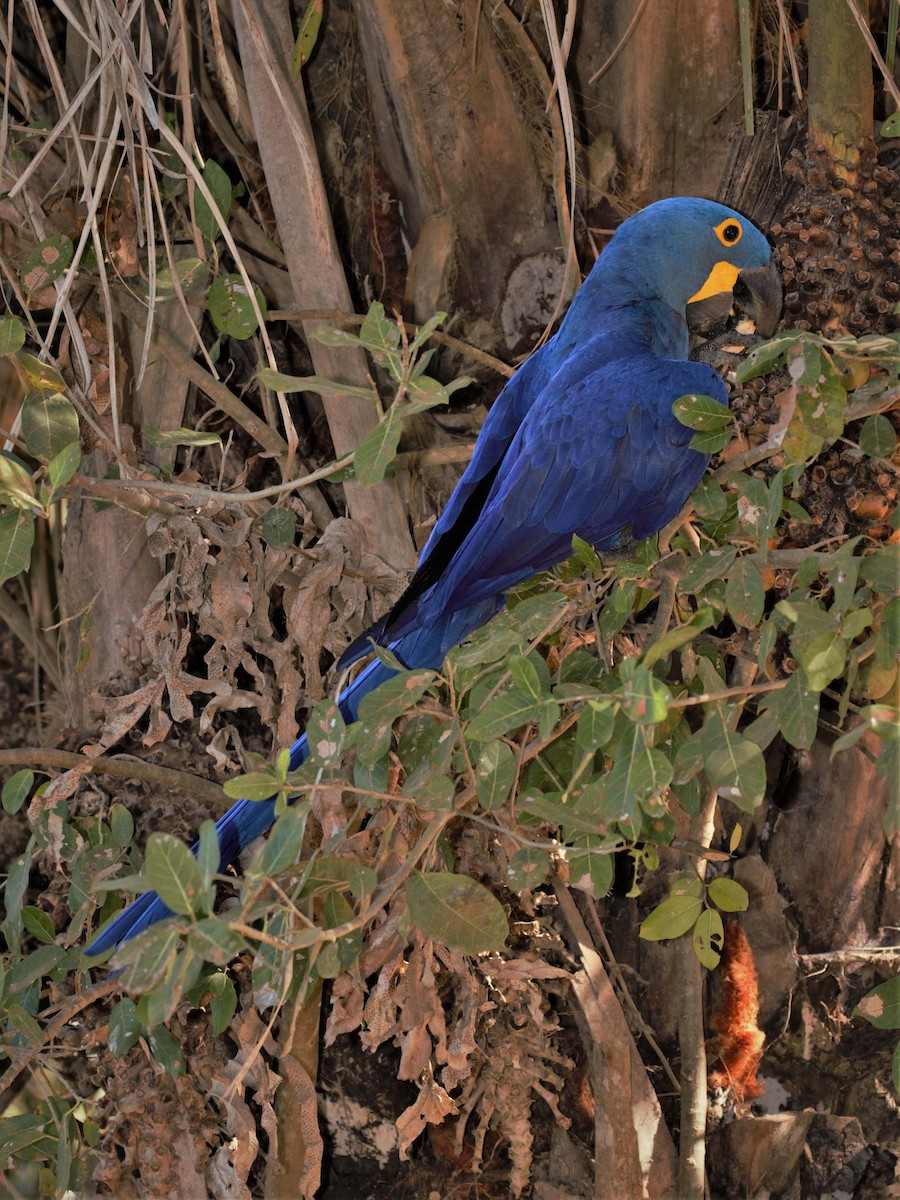 Hyacinth Macaw - Jose Luis Blázquez