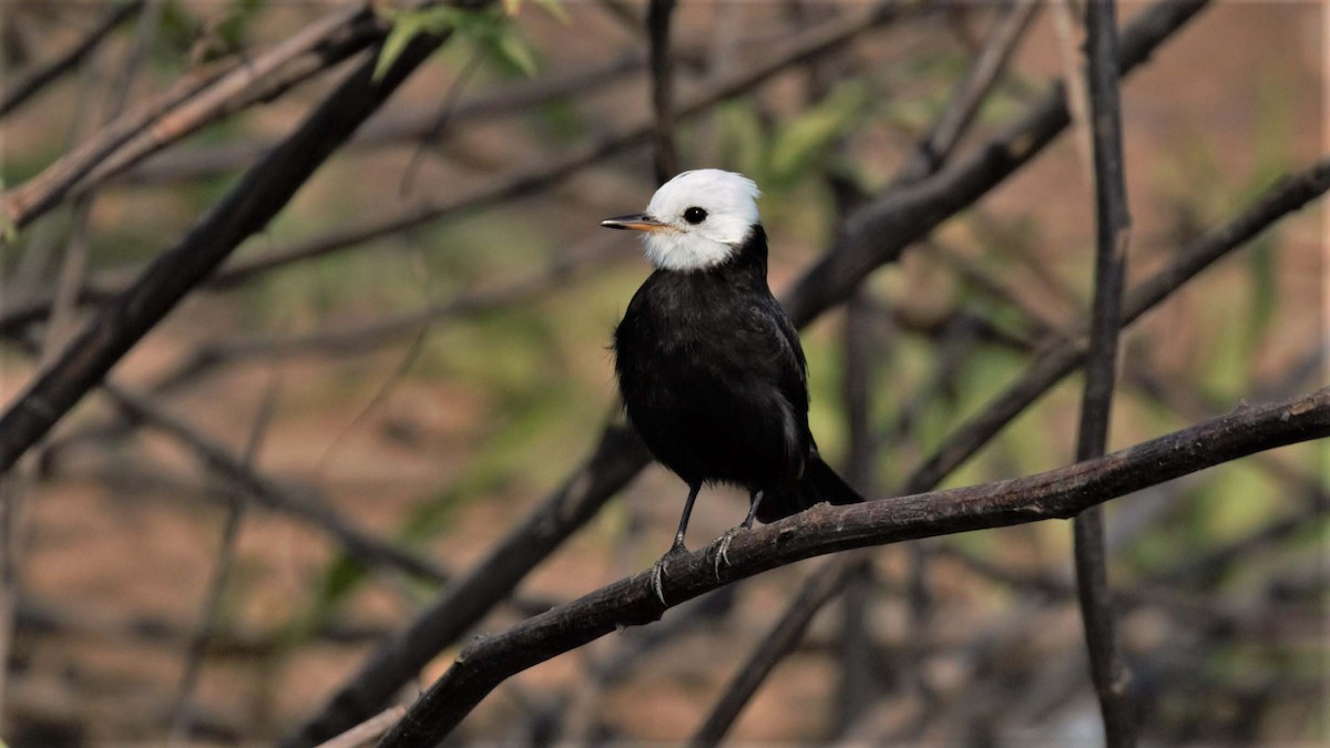 White-headed Marsh Tyrant - Jose Luis Blázquez