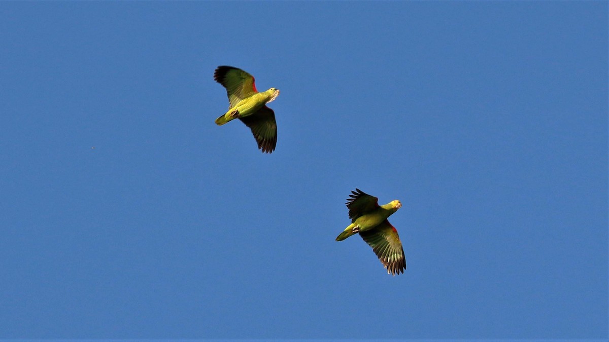 Turquoise-fronted Parrot - Jose Luis Blázquez