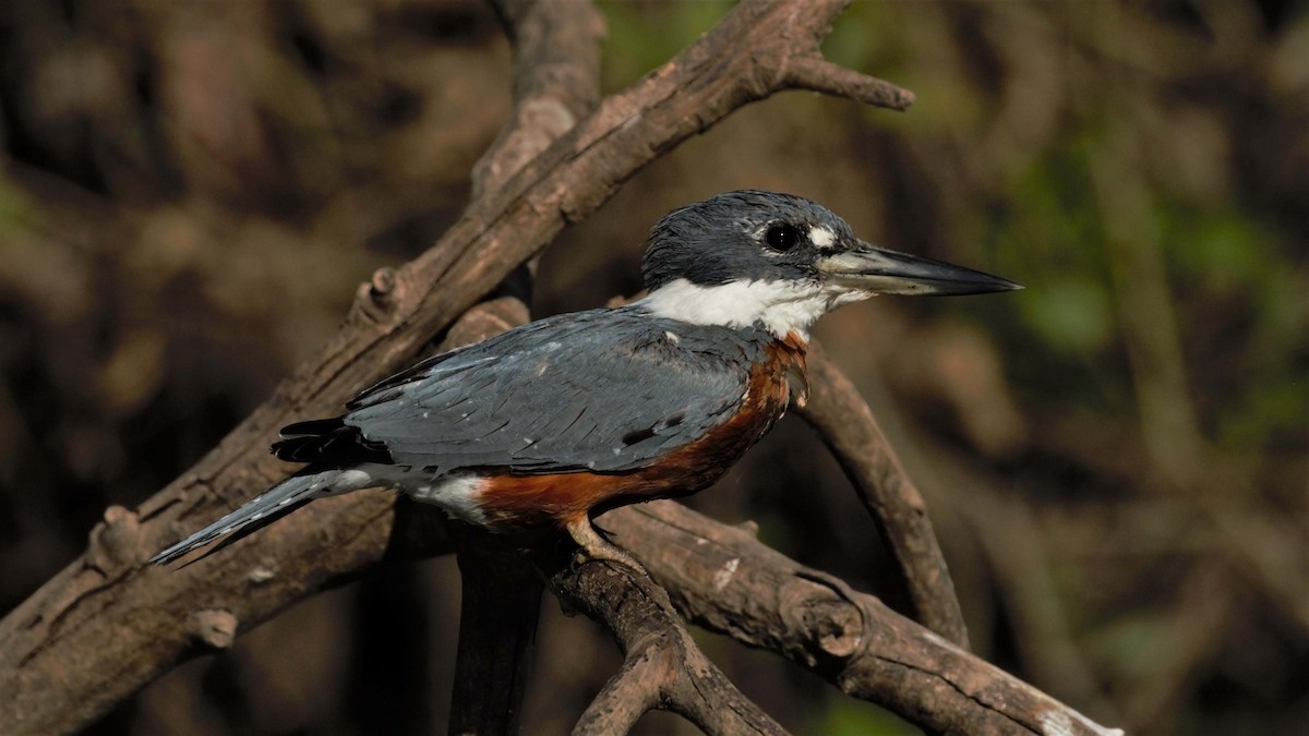 Ringed Kingfisher - Jose Luis Blázquez