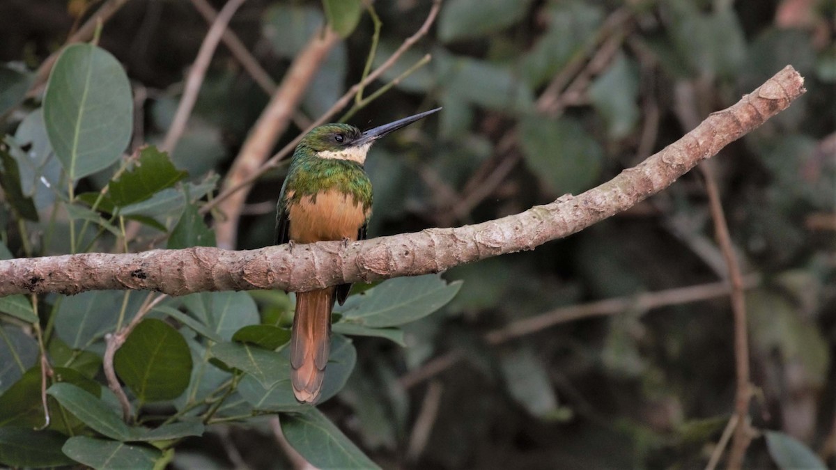 Rufous-tailed Jacamar - Jose Luis Blázquez