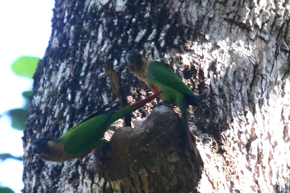 Santarem Parakeet - ML116688251