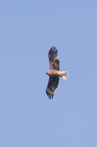 Booted Eagle - ML116688461