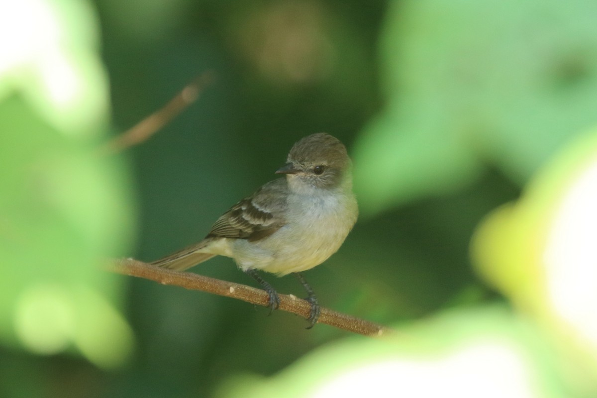 Amazonian Scrub-Flycatcher - ML116688481