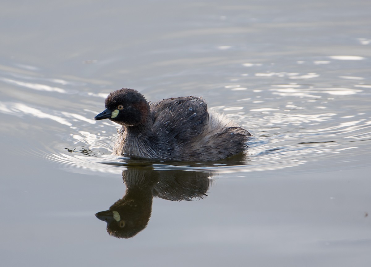 Australasian Grebe - Bill Bacon